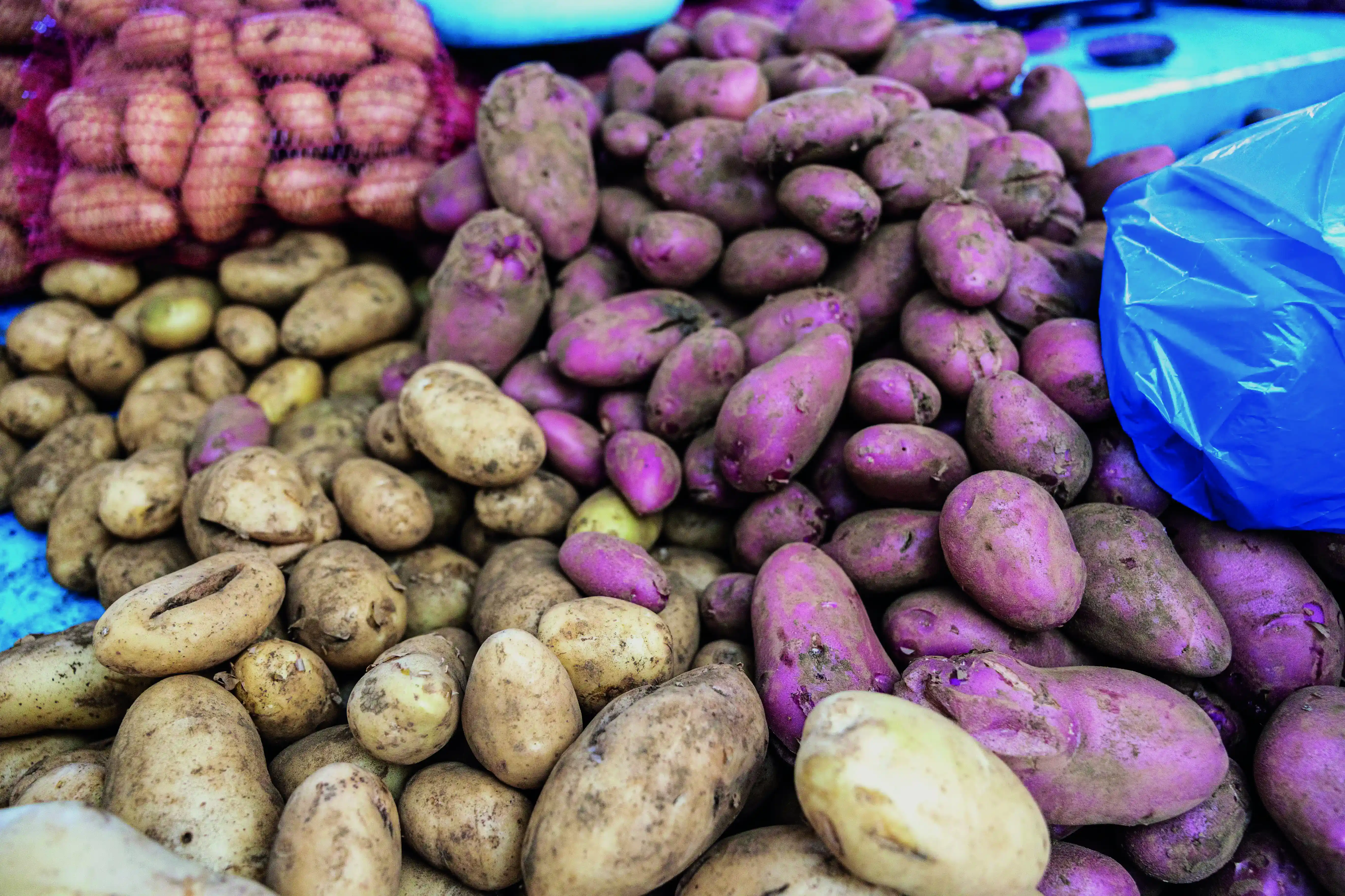 Pommes de terre: une filière pénalisée sur toute la chaîne de valeur
